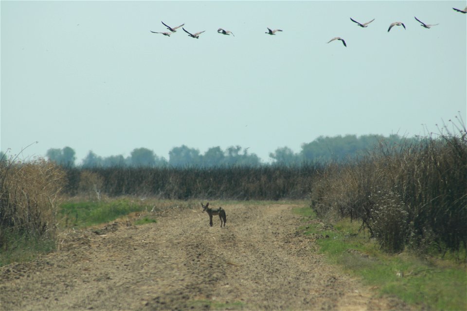 Water birds and a coyote at the Sacramento National Wildlife Refuge. Photo by John Heil, USFWS.