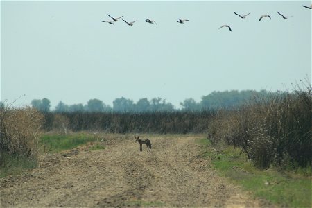 Water birds and a coyote at the Sacramento National Wildlife Refuge. Photo by John Heil, USFWS. photo