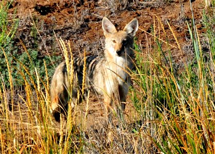 A coyote pup looking for breakfast on Seedskadee NWR.  

Photo: Tom Koerner/USFWS
