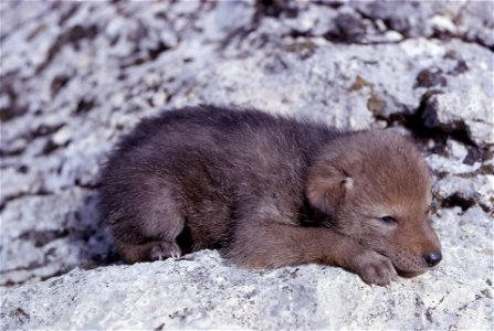 Coyote pup photo