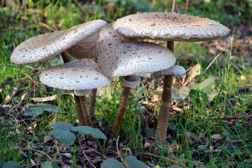 Harkány akácerdő forest