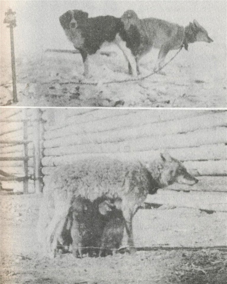 Captive female coyote mating with dog and producing hybrid pups.