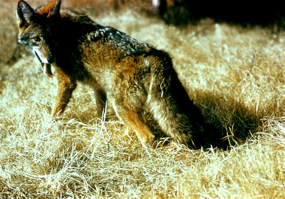 Coyote photo