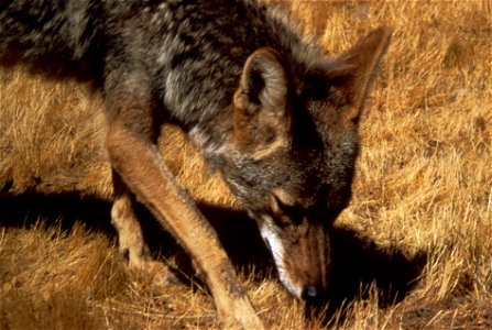 : Coyote photo