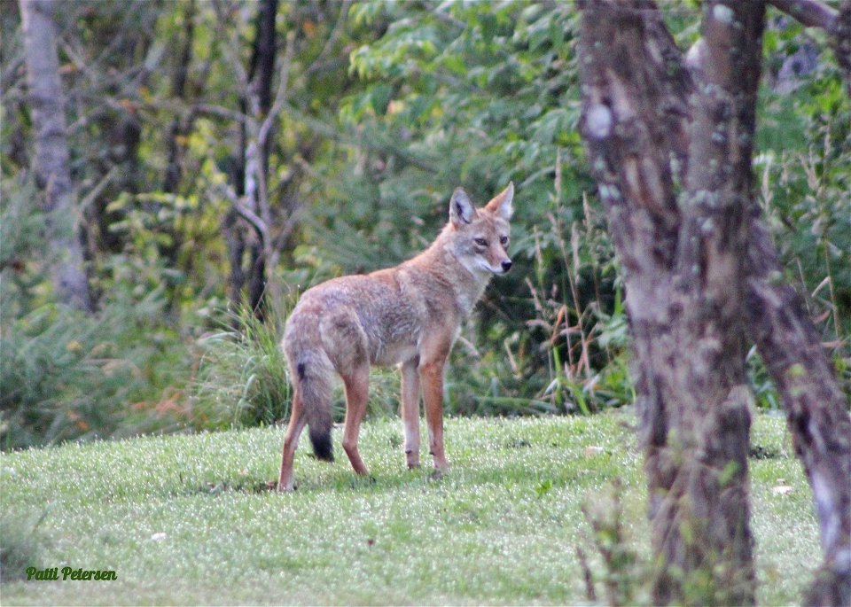 coyote photo