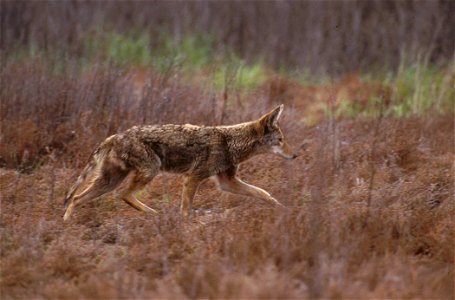 : Coyote photo
