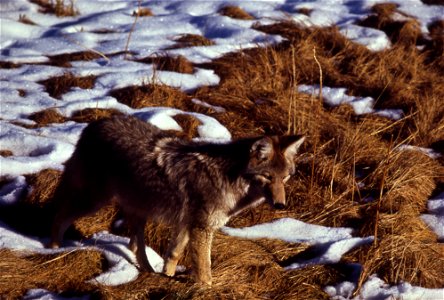 Coyote in grass photo