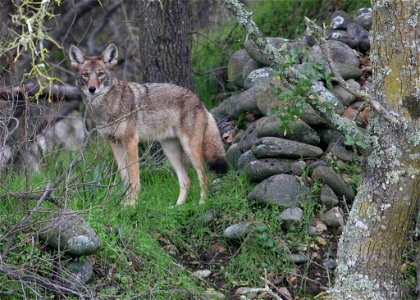 Image title: Coyote in wild vegetation Image from Public domain images website, http://www.public-domain-image.com/full-image/fauna-animals-public-domain-images-pictures/foxes-and-wolves-public-domain photo