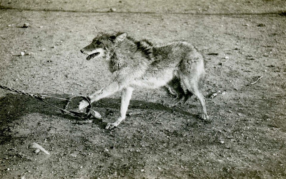 Coyotes in steel traps