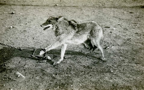 Coyotes in steel traps photo