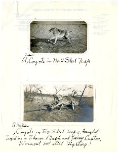 Coyotes in steel traps photo