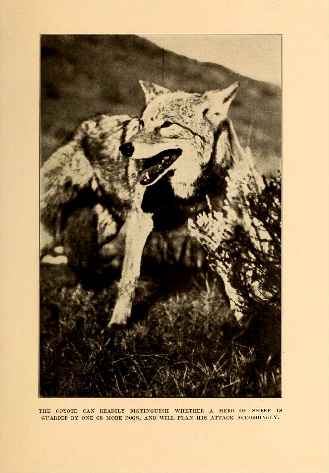 THE COYOTE CAN READILY DISTINGUISH WHETHER A HERD OF SHEEP IS 

GUARDED BY ONE OR MORE DOGS, AND WILL PLAN HIS ATTACK ACCORDINGLY.