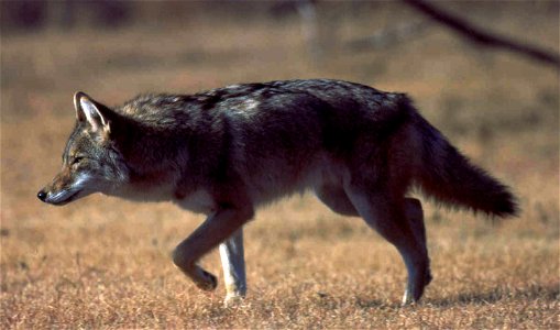 The Coyote is very similar in size to a small German Shepherd and weighs an average of 25 to 40 pounds. It has long, slender legs, a bushy tail with a black tip, and large ears that are held erect. Th photo