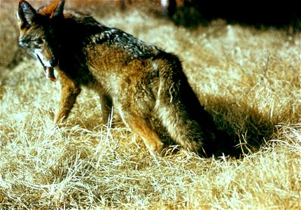 Image title: Wild coyote Image from Public domain images website, http://www.public-domain-image.com/full-image/fauna-animals-public-domain-images-pictures/foxes-and-wolves-public-domain-images-pictur photo