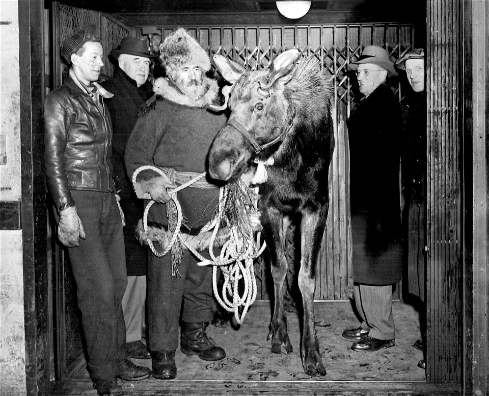 Joe LaFlamme and one of his friendly Moose.
Be-whiskered Joe LaFlamme, French-Canadian trapper and trainer of animals, has accepted a new challenge to his ingenuity. The annual convention of the Loyal