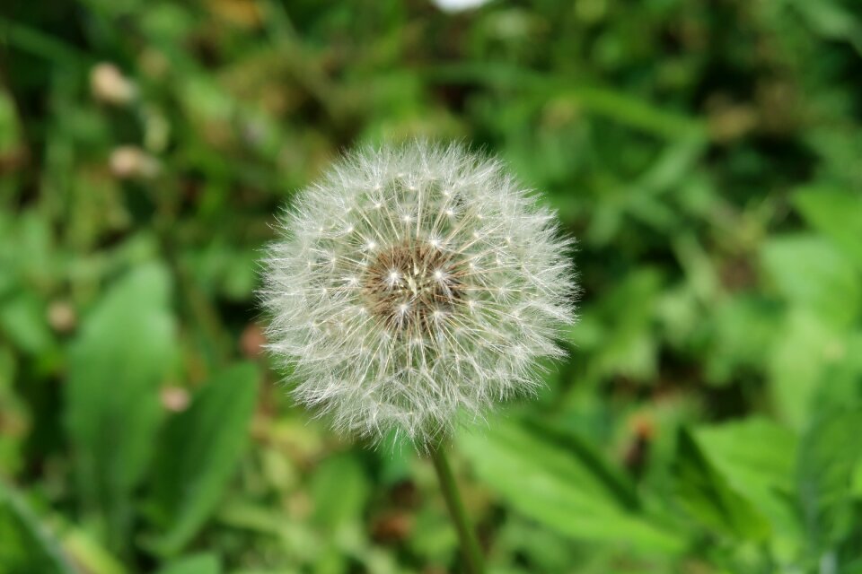 Plant flower green