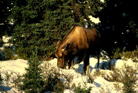 Image title: Alces alces moose animal Image from Public domain images website, http://www.public-domain-image.com/full-image/fauna-animals-public-domain-images-pictures/deers-public-domain-images-pict photo