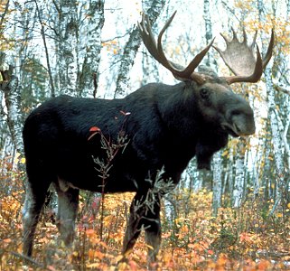 Moose, Superior National Forest, Minnesota, USA