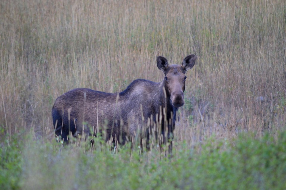 Along the Inside North Fork Road
