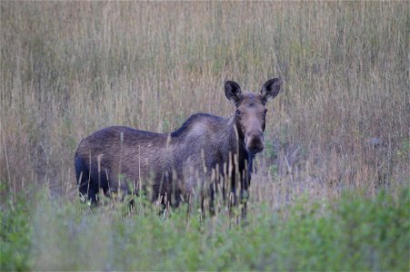 Along the Inside North Fork Road