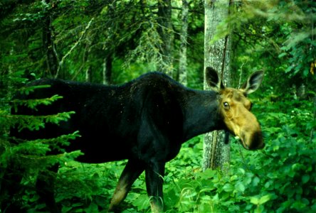 Image title: Moose in forest
Image from Public domain images website, http://www.public-domain-image.com/full-image/fauna-animals-public-domain-images-pictures/deers-public-domain-images-pictures/moos