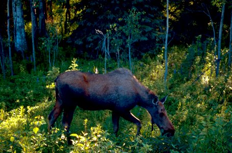 Image title: Moose mammal alces alces Image from Public domain images website, http://www.public-domain-image.com/full-image/fauna-animals-public-domain-images-pictures/deers-public-domain-images-pict photo