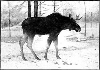 Fig. 65.—Moose (Alce americanus). Young male with undeveloped antlers.