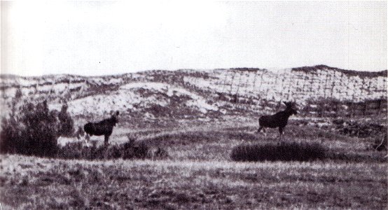 nach Wilhelm Franz Epha befestigte Vordüne auf der Kurischen Nehrung