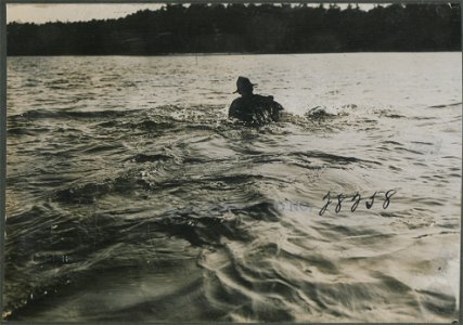 Bull moose endeavouring to throw his rider.