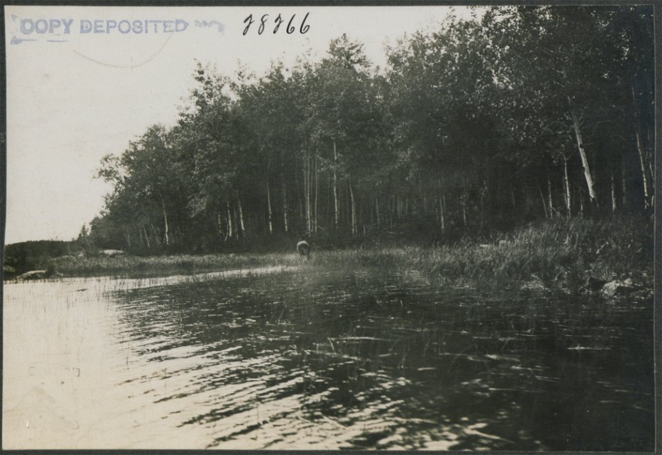 Bull moose leaving river.