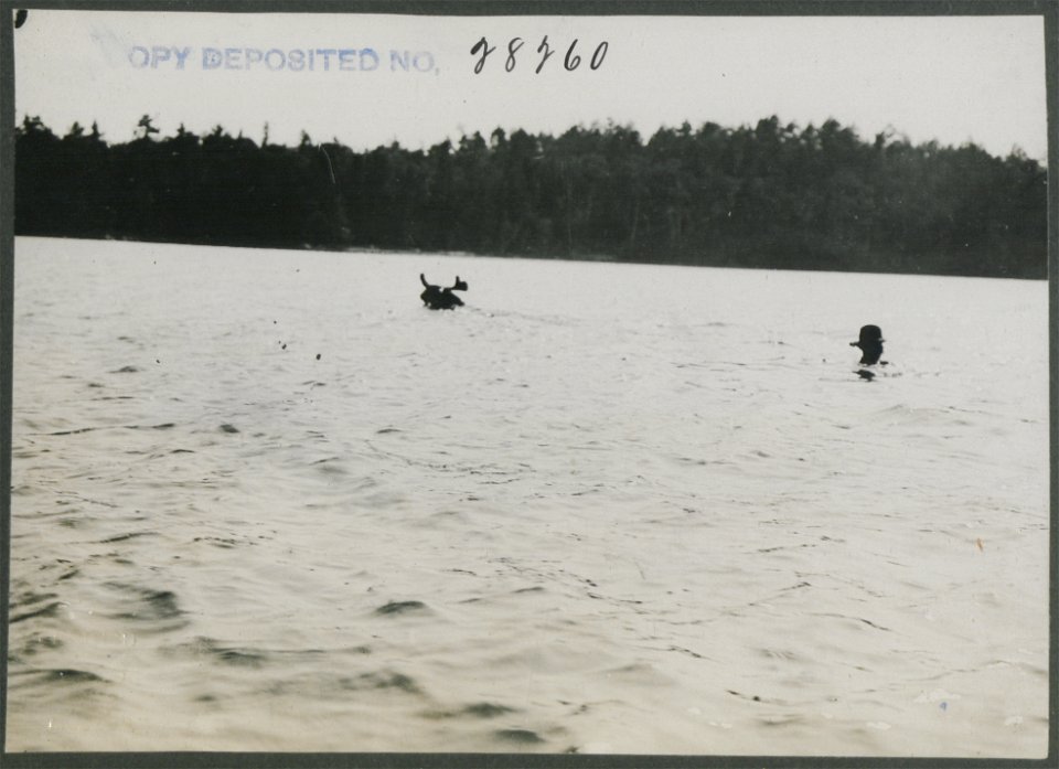 Bull moose rider swimming back to canoe.