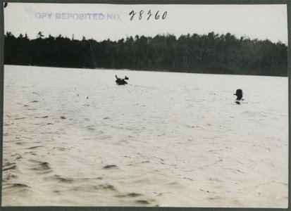 Bull moose rider swimming back to canoe.