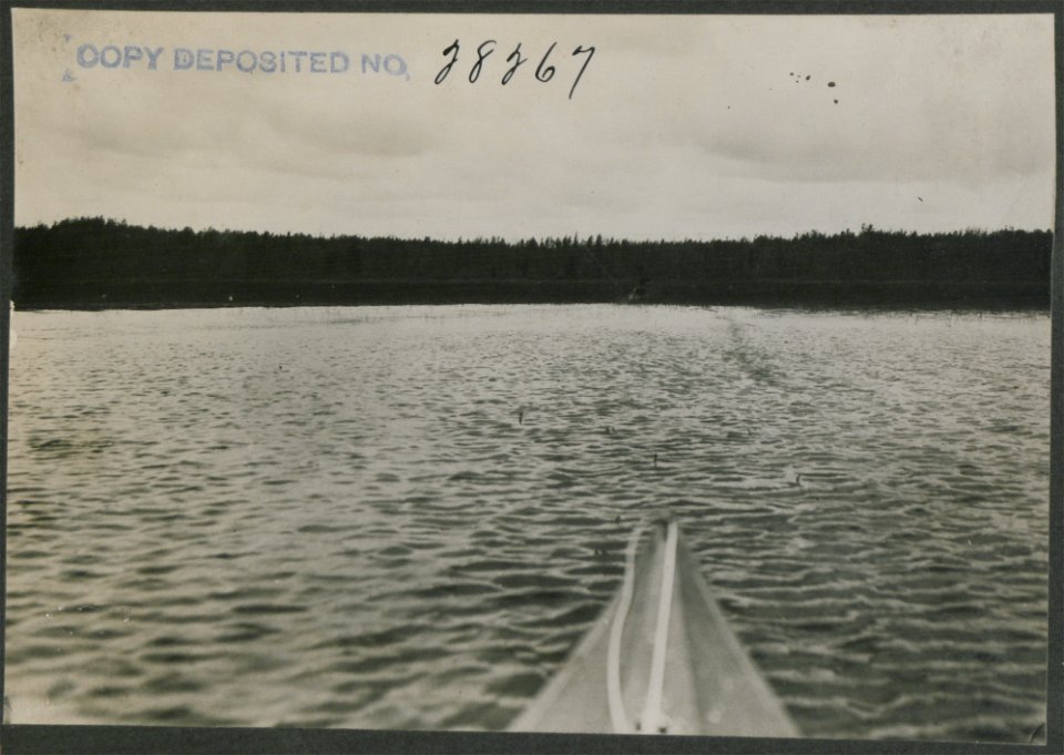 Bull moose standing in lake.