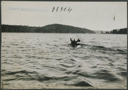 Bull moose swimming.
