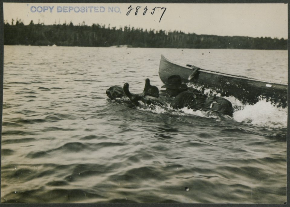 Canoe man dropping onto back of bull moose.