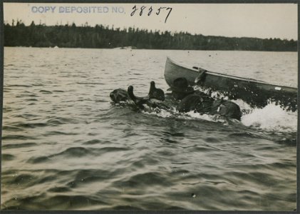 Canoe man dropping onto back of bull moose.