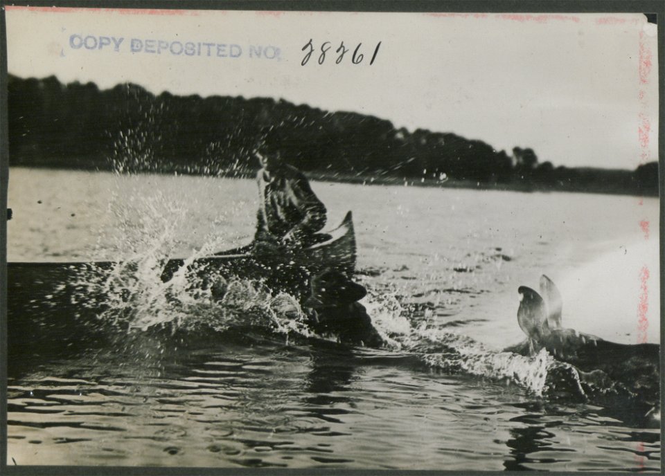 Canoe man riding cow moose.