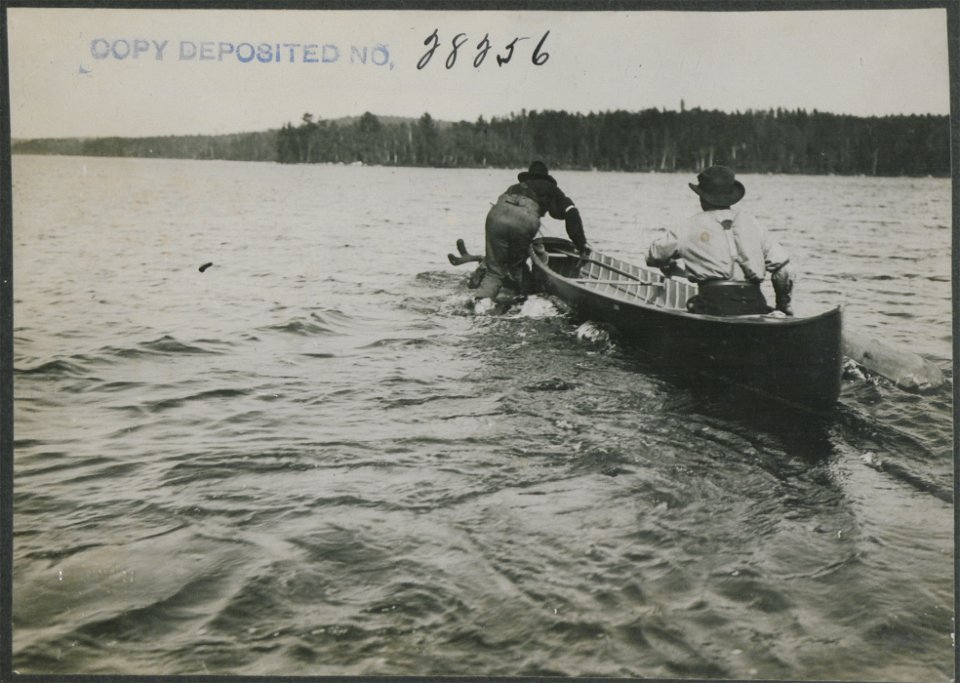 Canoe man stepping on back of bull moose.