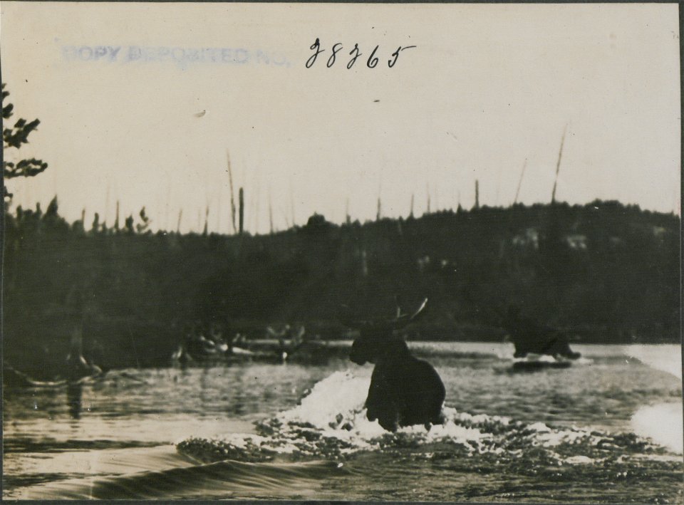 Cow moose wading in river.