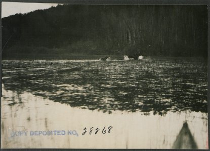 Cow moose and calf running towards shore.