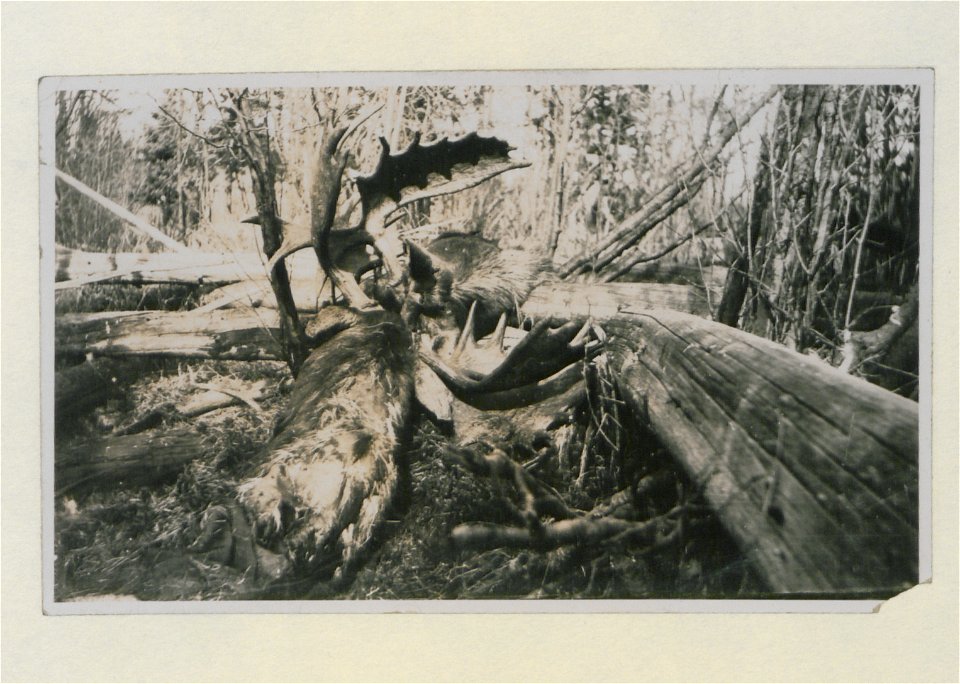 Original caption:  "Hunting Scene, Moose."
