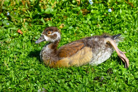 Animal wildlife plumage