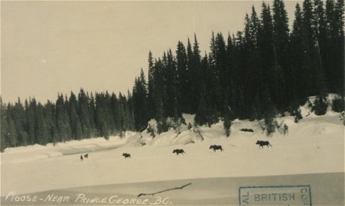 Original caption:  "Moose, near Prince George, British Columbia."