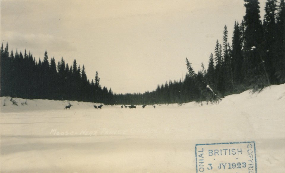 Original caption:  "Moose, near Prince George, British Columbia."