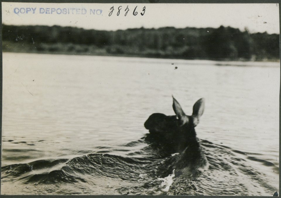 Quartering view of cow moose swimming.