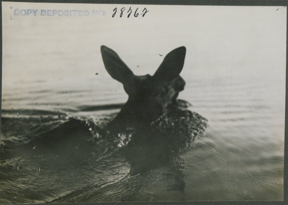 Rear view of cow moose swimming.