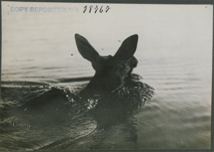 Rear view of cow moose swimming.