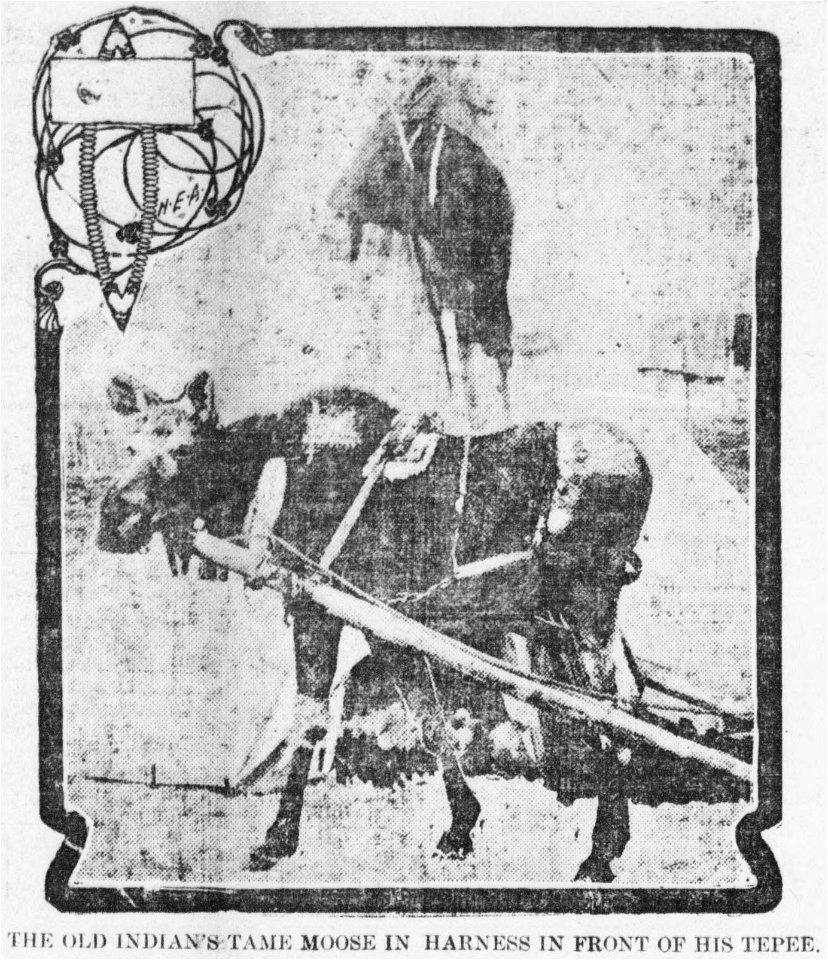 in 1904, Old Man Khanish of the Ktunaxa tribe, had a tame moose.
