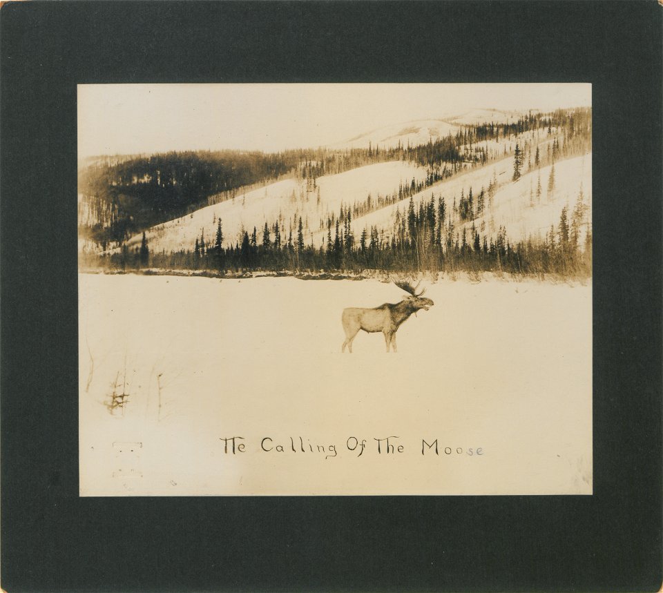 The calling of the moose.