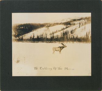 The calling of the moose.